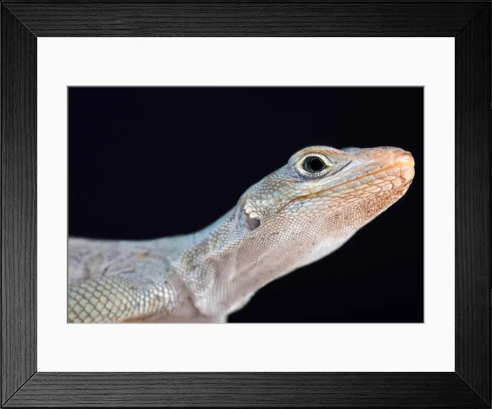 Framed Print : Madagascar blue iguana (Oplurus fierensis) Framed Print : Madagascar blue iguana (Oplurus fierensis)