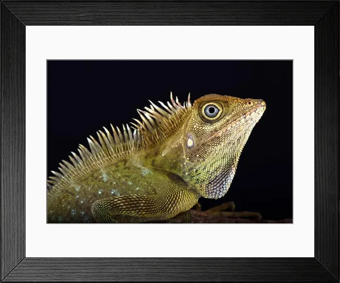 Framed Print : Bell's angle head lizard (Gonocephalus bellii) Framed Print : Bell's angle head lizard (Gonocephalus bellii)