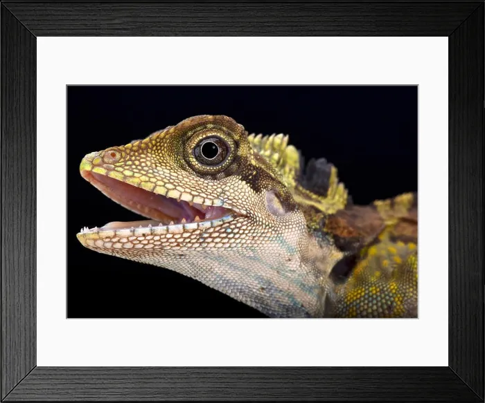 Framed Print : Great angle head lizard (Gonocephalus grandis) Framed Print : Great angle head lizard (Gonocephalus grandis)
