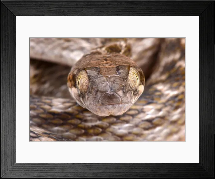 Framed Print : Malagasy cat-eyed snake (Madagascarophis meridionalis) Framed Print : Malagasy cat-eyed snake (Madagascarophis meridionalis)