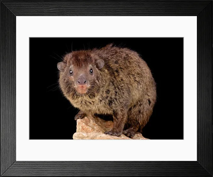 Framed Print : Western tree hyrax (Dendrohyrax dorsalis) Framed Print : Western tree hyrax (Dendrohyrax dorsalis)