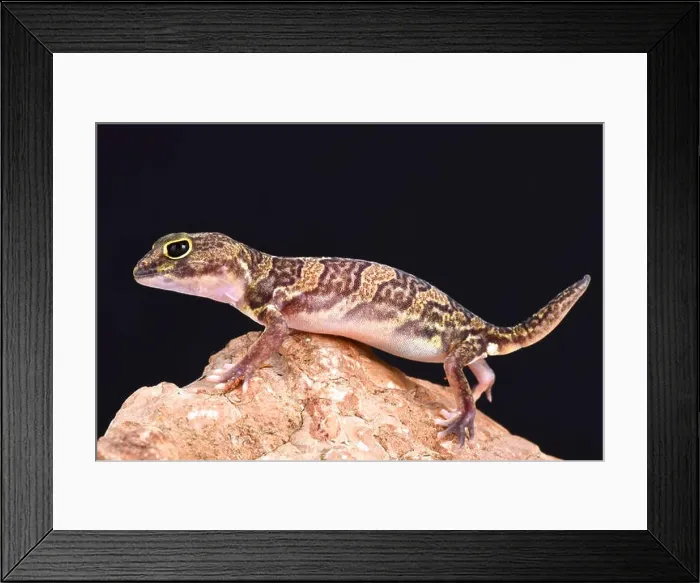 Framed Print : African clawed gecko (Holodactylus africanus)