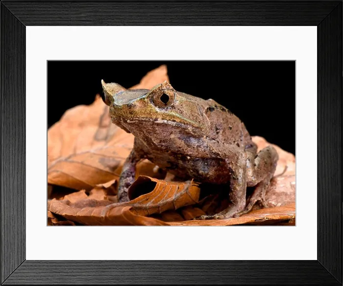 Framed Print : Perak horned toad (Megophrys aceras) Framed Print : Perak horned toad (Megophrys aceras)