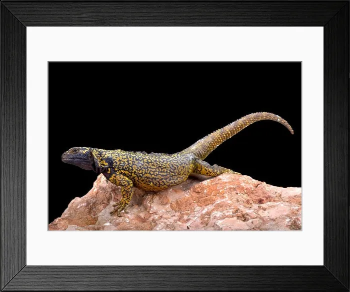 Framed Print : Neuguen mountain lizard (Phymaturus dorsimaculatus) Framed Print : Neuguen mountain lizard (Phymaturus dorsimaculatus)