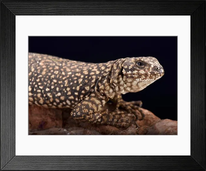 Framed Print : Nevado mountain lizard (Phymaturus nevadoi) Framed Print : Nevado mountain lizard (Phymaturus nevadoi)