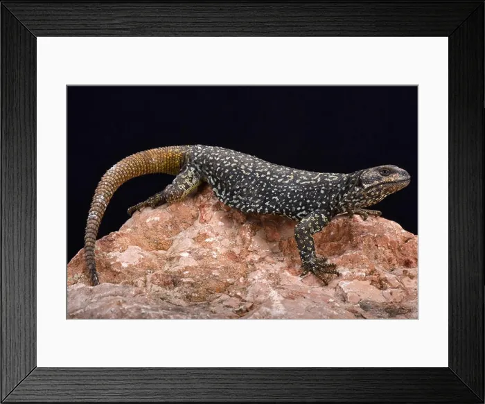 Framed Print : Roig's mountain lizard (Phymaturus roigorum) Framed Print : Roig's mountain lizard (Phymaturus roigorum)