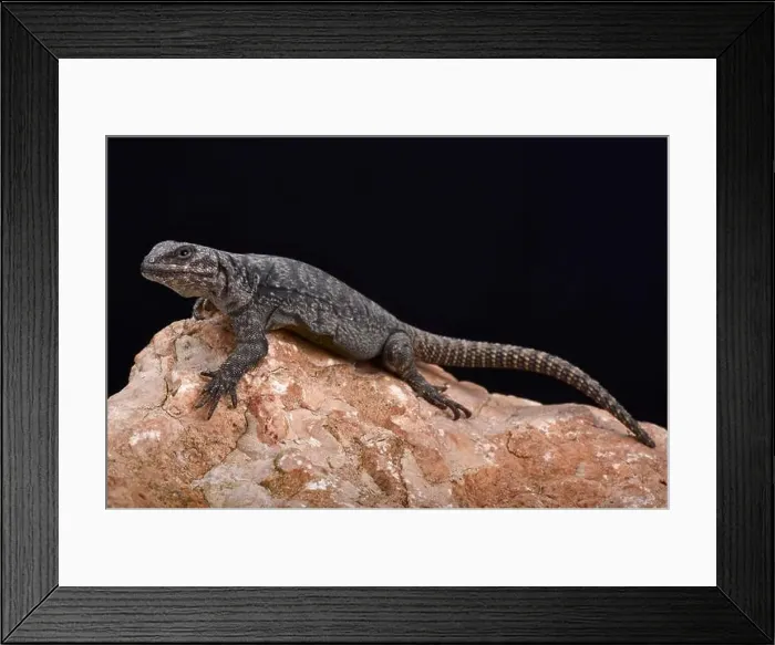 Framed Print : Tromen mountain lizard (Phymaturus tromen) Framed Print : Tromen mountain lizard (Phymaturus tromen)