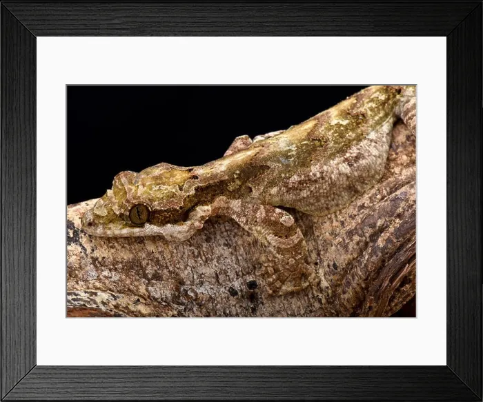 Framed Print : Giant flying gecko (Ptychozoon lionotum) Framed Print : Giant flying gecko (Ptychozoon lionotum)