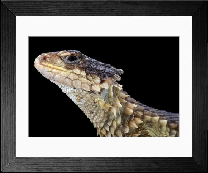 Framed Print : Sungazer (Smaug giganteus) Framed Print : Sungazer (Smaug giganteus)