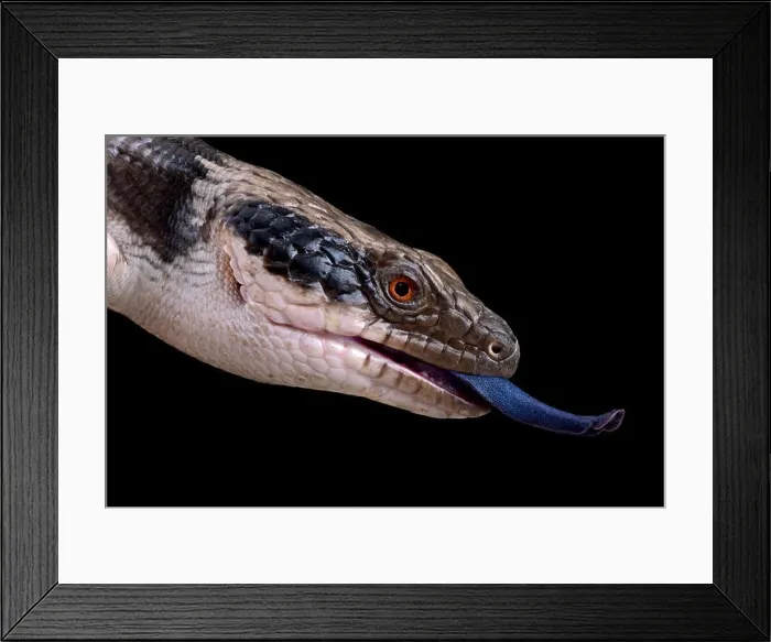 Framed Print : Western blue-tongued skink (Tiliqua occipitalis) Framed Print : Western blue-tongued skink (Tiliqua occipitalis)