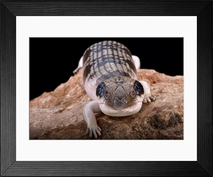 Framed Print : Western blue-tongued skink (Tiliqua occipitalis) Framed Print : Western blue-tongued skink (Tiliqua occipitalis)