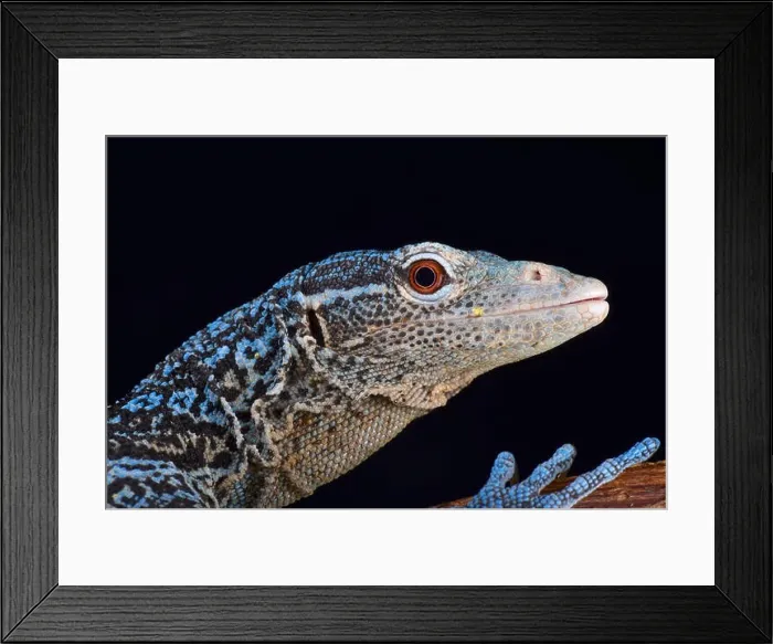 Framed Print : blue tree monitor (Varanus macraei ) Framed Print : blue tree monitor (Varanus macraei )