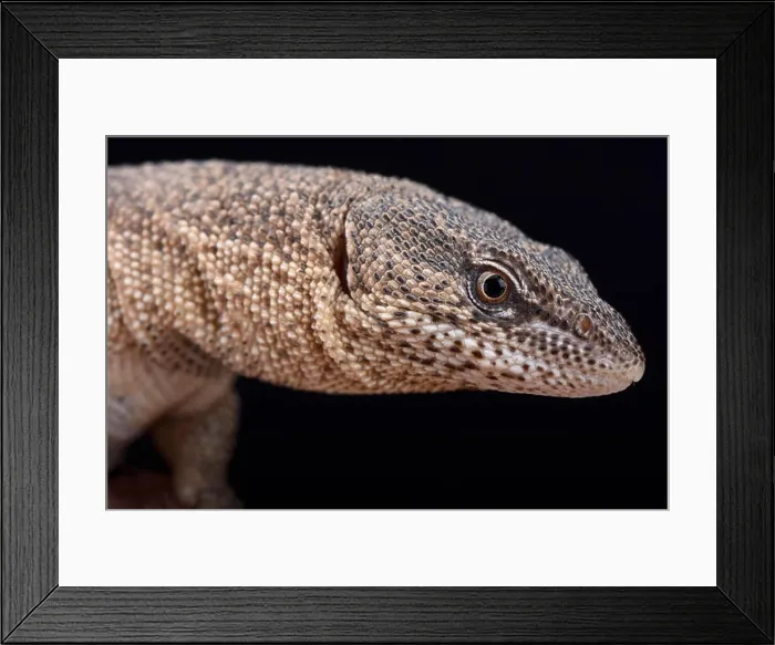 Framed Print : Northern Blunt-spined Monitor (Varanus primordius) Framed Print : Northern Blunt-spined Monitor (Varanus primordius)