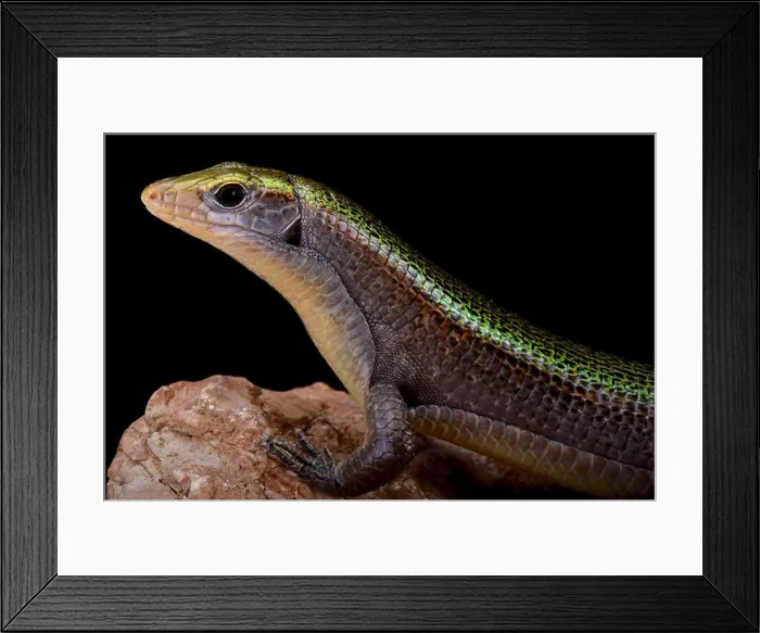 Framed Print : Green Madagascar girdled lizard (Zonosaurus haraldmeieri) Framed Print : Green Madagascar girdled lizard (Zonosaurus haraldmeieri)