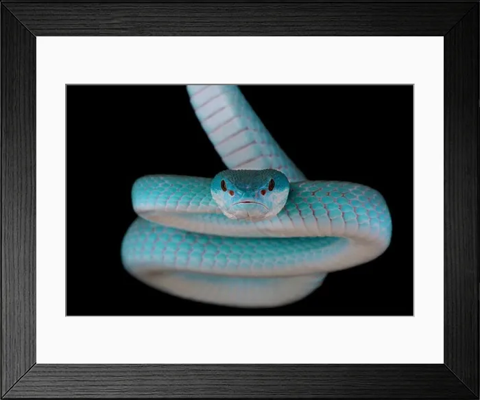Framed Print : Blue white-lipped island pitviper (Trimeresurus albolabris insularis) Framed Print : Blue white-lipped island pitviper (Trimeresurus albolabris insularis)