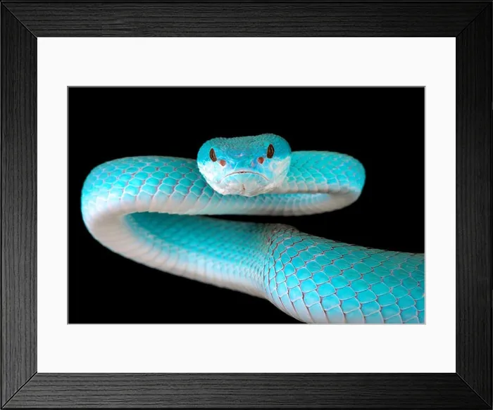 Framed Print : Blue white-lipped island pitviper (Trimeresurus albolabris insularis) Framed Print : Blue white-lipped island pitviper (Trimeresurus albolabris insularis)