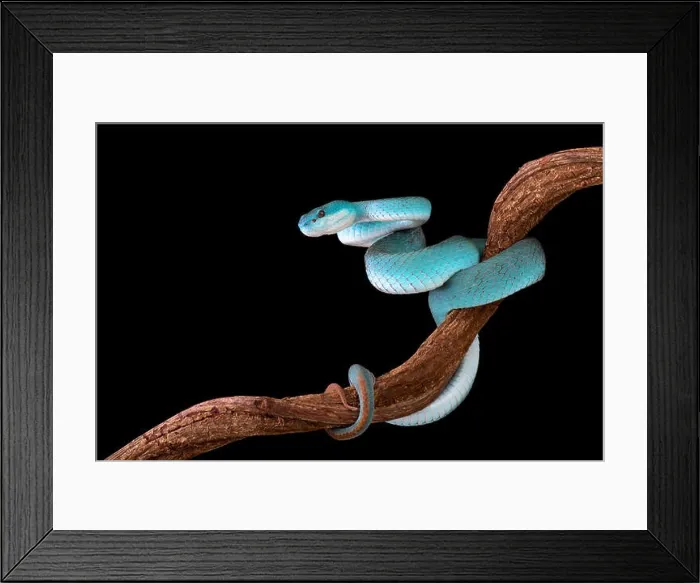 Framed Print : Blue white-lipped island pitviper (Trimeresurus albolabris insularis) Framed Print : Blue white-lipped island pitviper (Trimeresurus albolabris insularis)