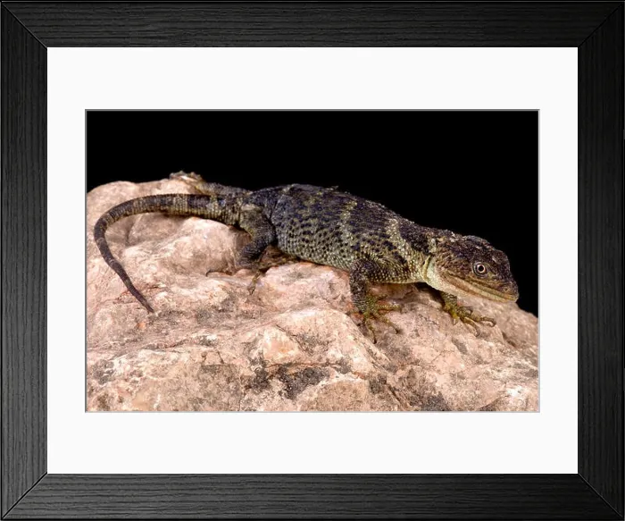 Framed Print : flathead knob-scaled lizard (Xenosaurus platyceps) Framed Print : flathead knob-scaled lizard (Xenosaurus platyceps)