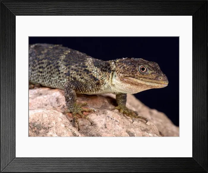 Framed Print : flathead knob-scaled lizard (Xenosaurus platyceps) Framed Print : flathead knob-scaled lizard (Xenosaurus platyceps)