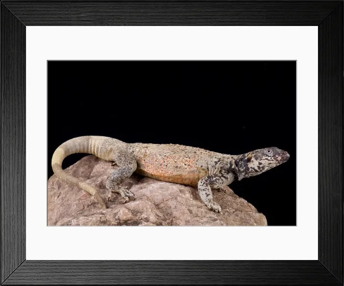 Framed Print : Chuckwalla (Sauromalus ater) Framed Print : Chuckwalla (Sauromalus ater)