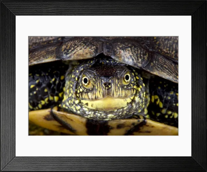 Framed Print : European pond turtle (Emys orbicularis) Framed Print : European pond turtle (Emys orbicularis)