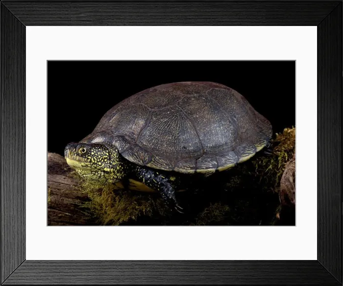 Framed Print : European pond turtle (Emys orbicularis)
