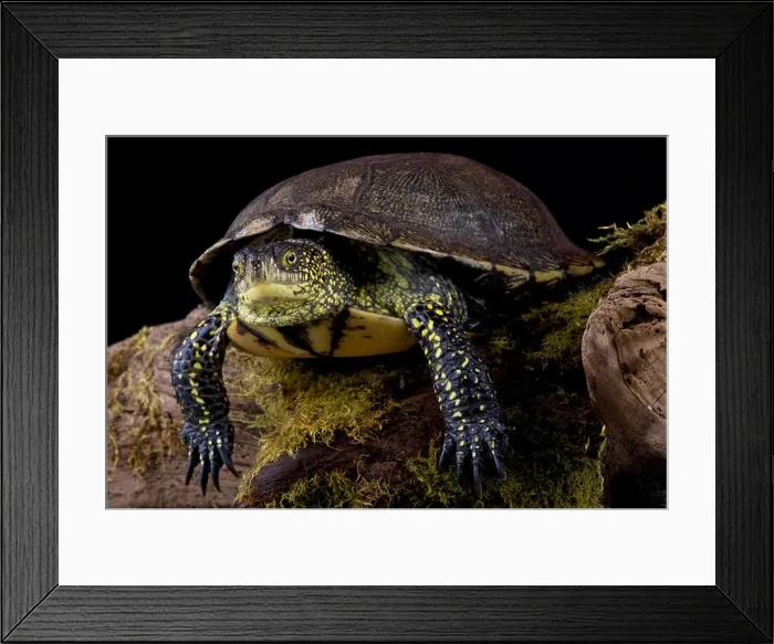 Framed Print : European pond turtle (Emys orbicularis) Framed Print : European pond turtle (Emys orbicularis)