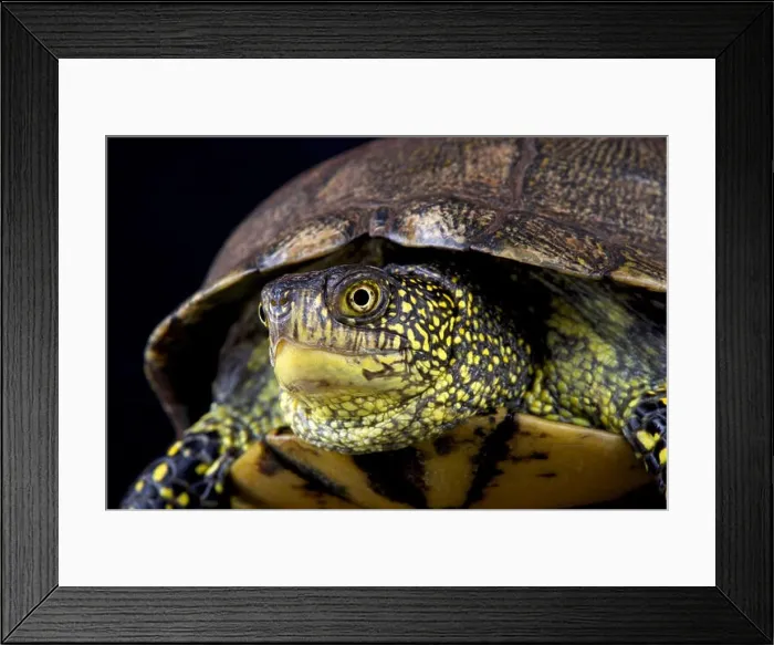 Framed Print : European pond turtle (Emys orbicularis orbicularis) Framed Print : European pond turtle (Emys orbicularis orbicularis)