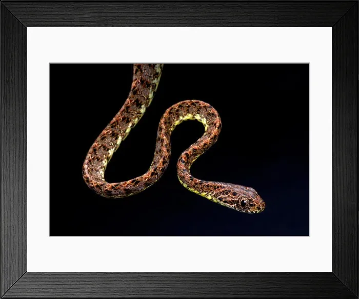 Framed Print : Jasper cat snake (Boiga jaspidea) Framed Print : Jasper cat snake (Boiga jaspidea)