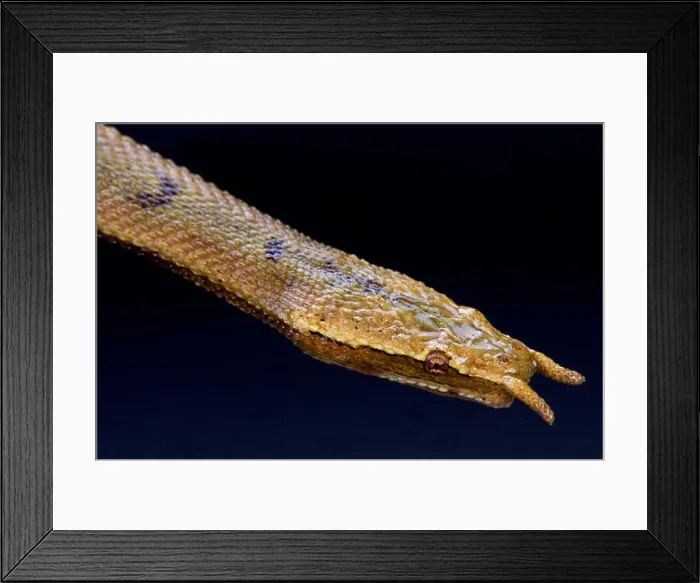 Framed Print : Tentacled snake (Erpeton tentaculatum) Framed Print : Tentacled snake (Erpeton tentaculatum)