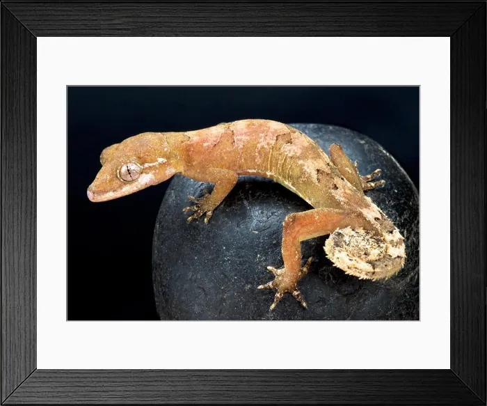 Framed Print : Malaysian Bowfingered Gecko (Cyrtodactylus Elok) Framed Print : Malaysian Bowfingered Gecko (Cyrtodactylus Elok)