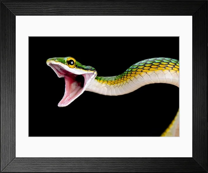 Framed Print : Parrotsnake (Leptophis ahaetulla) Framed Print : Parrotsnake (Leptophis ahaetulla)