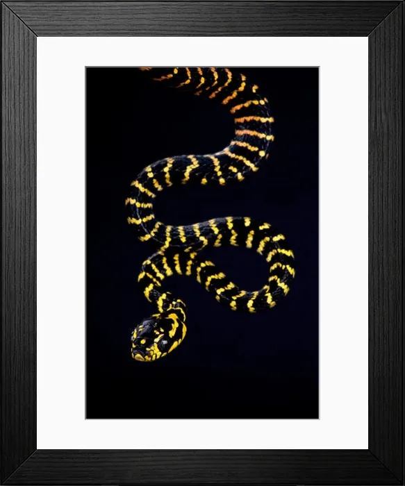 Framed Print : Sulawesi gold ringed snake (Boiga dendrophila gemmicincta) Framed Print : Sulawesi gold ringed snake (Boiga dendrophila gemmicincta)