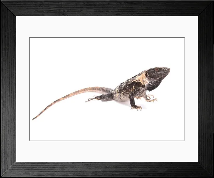 Framed Print : Club tail iguana (Ctenosaura quinquecarinata) Framed Print : Club tail iguana (Ctenosaura quinquecarinata)