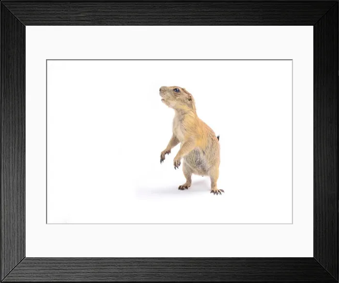 Framed Print : Black-tailed prairie dog (Cynomys ludovicianus) Framed Print : Black-tailed prairie dog (Cynomys ludovicianus)