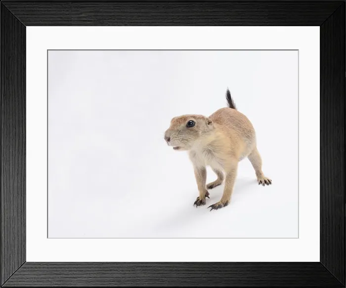 Framed Print : Black-tailed prairie dog (Cynomys ludovicianus) Framed Print : Black-tailed prairie dog (Cynomys ludovicianus)