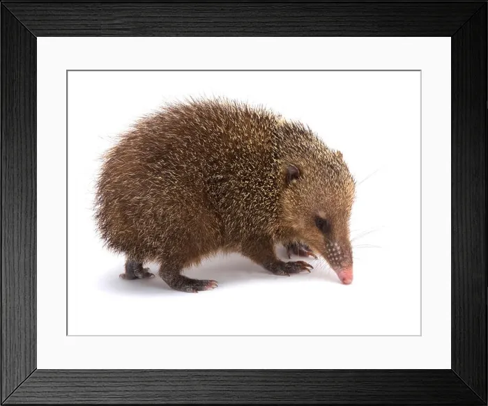 Framed Print : Tenrec (Tenrec ecaudatus) Framed Print : Tenrec (Tenrec ecaudatus)
