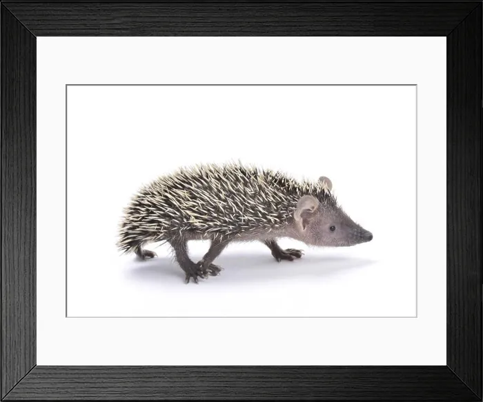 Framed Print : lesser hedgehog tenrec (Echinops telfairi) Framed Print : lesser hedgehog tenrec (Echinops telfairi)