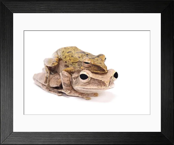 Framed Print : Golden gliding frog (Polypedates leucomystax ) Framed Print : Golden gliding frog (Polypedates leucomystax )