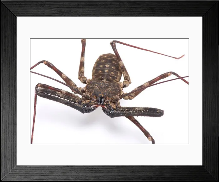 Framed Print : Giant whip scorpion (Damon medius) Framed Print : Giant whip scorpion (Damon medius)