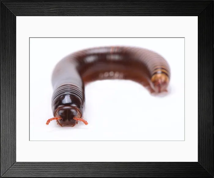 Framed Print : Chocolate millipede (Pelmatojulus ligulatus) Framed Print : Chocolate millipede (Pelmatojulus ligulatus)