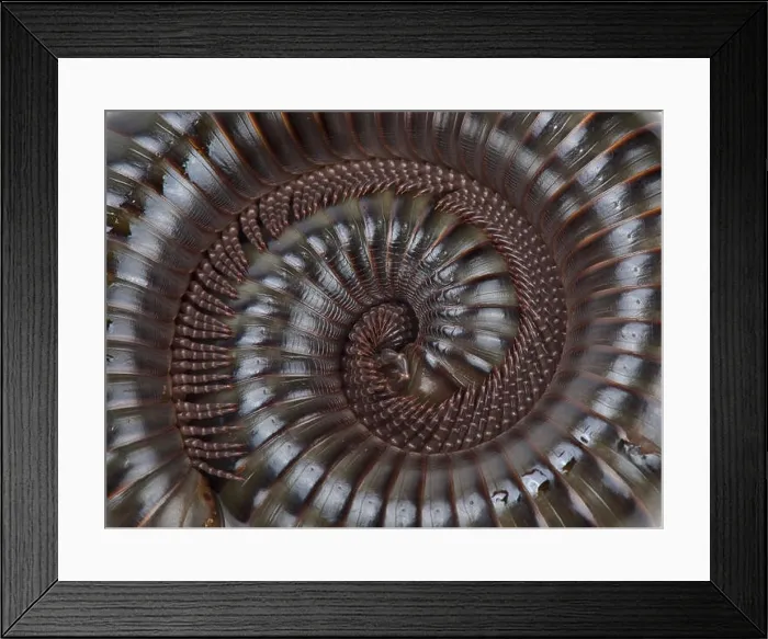 Framed Print : Giant African Olive millipede (Telodeinopus aoutii) Framed Print : Giant African Olive millipede (Telodeinopus aoutii)