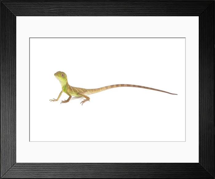 Framed Print : Chinese water dragon (Physignathus cocincinus) Framed Print : Chinese water dragon (Physignathus cocincinus)