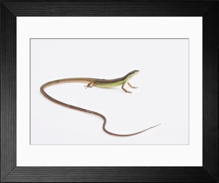 Framed Print : Long-tailed grass lizard (Takydromus sexlineatus) Framed Print : Long-tailed grass lizard (Takydromus sexlineatus)
