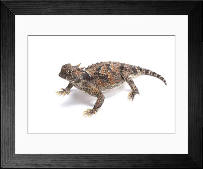 Framed Print : desert horned lizard (Phrynosoma platyrhinos) Framed Print : desert horned lizard (Phrynosoma platyrhinos)