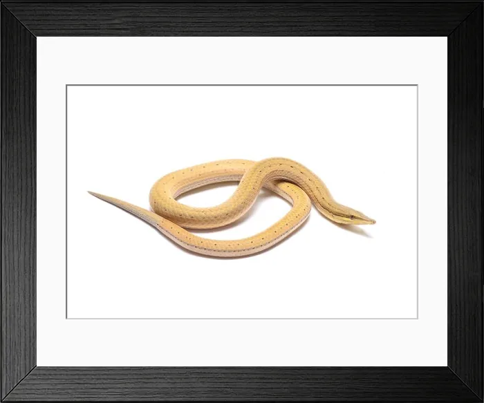 Framed Print : Papua snake lizard (Lialis jicari) Framed Print : Papua snake lizard (Lialis jicari)