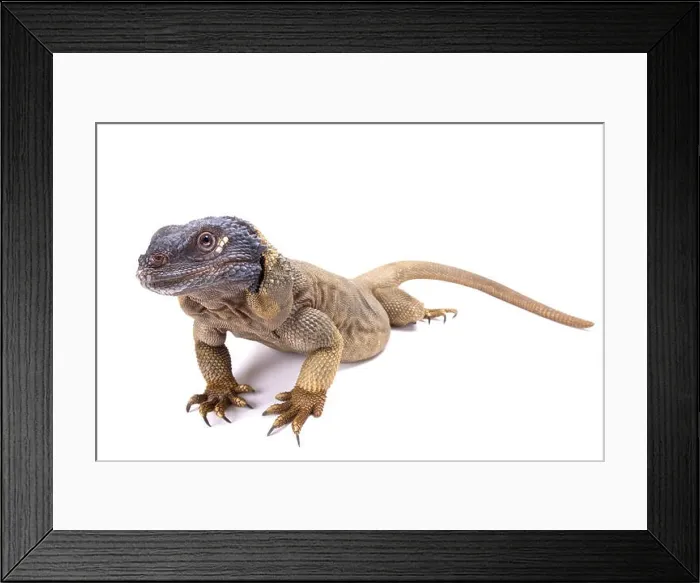 Framed Print : Angel Island chuckwalla (Sauromalus hispidus) Framed Print : Angel Island chuckwalla (Sauromalus hispidus)