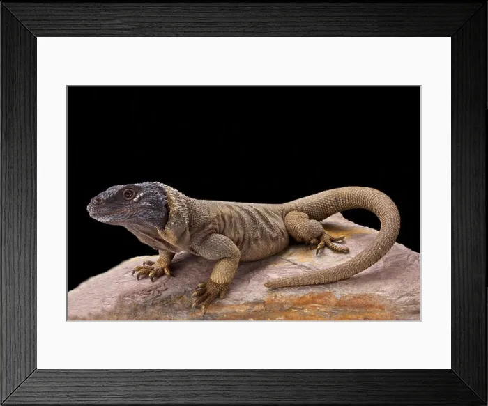 Framed Print : Angel Island chuckwalla (Sauromalus hispidus) Framed Print : Angel Island chuckwalla (Sauromalus hispidus)