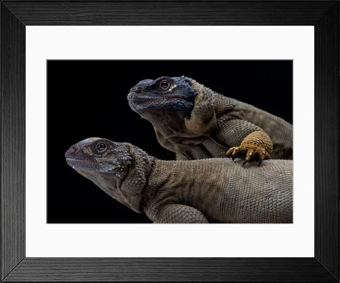 Framed Print : Angel Island chuckwalla (Sauromalus hispidus) pair Framed Print : Angel Island chuckwalla (Sauromalus hispidus) pair