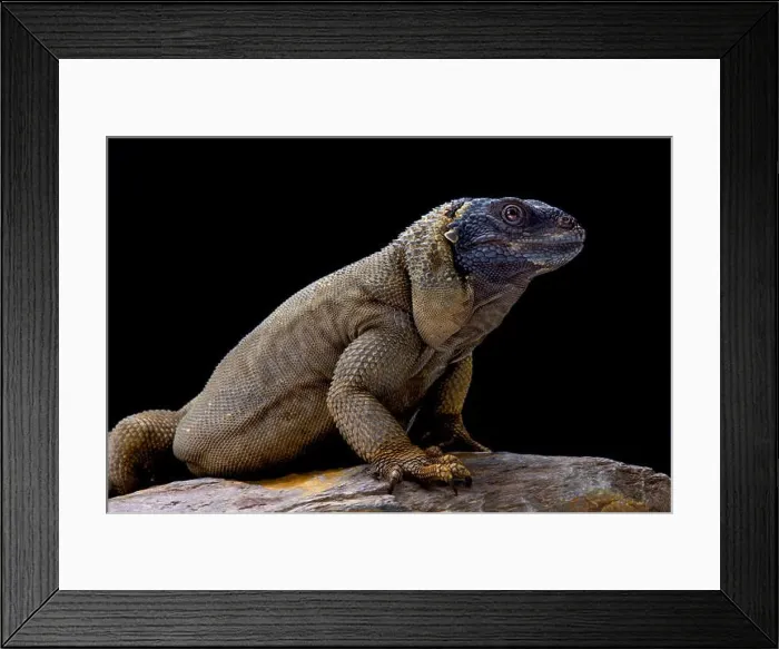 Framed Print : Angel Island chuckwalla (Sauromalus hispidus) endemic to Isla Ángel de la Guarda, Mexico Framed Print : Angel Island chuckwalla (Sauromalus hispidus) endemic to Isla Ángel de la Guarda, Mexico